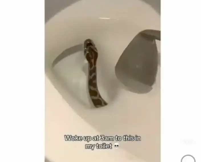 Scary video as snake slithers out of a WC in the early hours of the morning (Video)