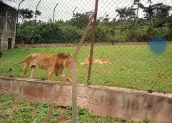 Panic as Lion reportedly k!lls Zookeeper in OAU