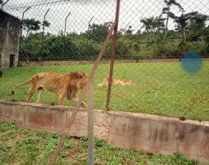 Panic as Lion reportedly k!lls Zookeeper in OAU 1 Panic as Lion reportedly k!lls Zookeeper in OAU