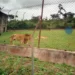 Panic as Lion reportedly k!lls Zookeeper in OAU