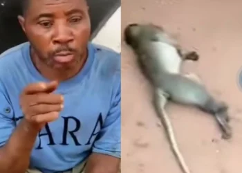 Man arrested in Awka for K!ling a Monkey