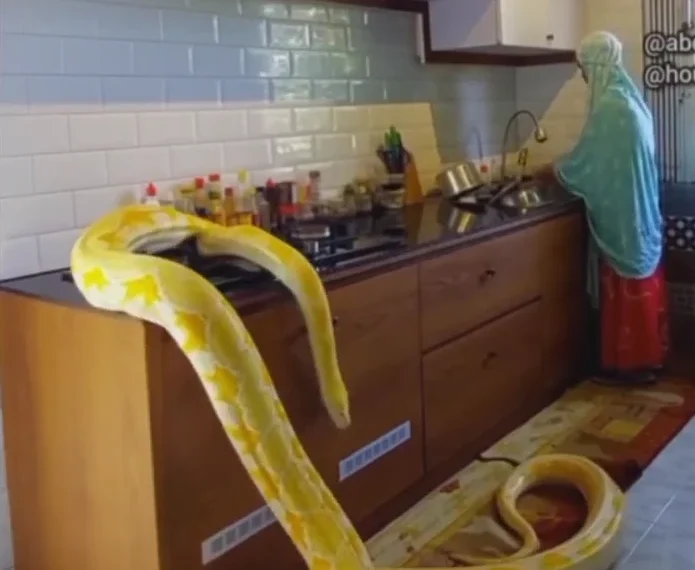 Kenyan woman posts a video of her workplace in Saudi Arabia where her boss has a pet snake
