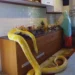 Kenyan woman posts a video of her workplace in Saudi Arabia where her boss has a pet snake 12 Kenyan woman posts a video of her workplace in Saudi Arabia where her boss has a pet snake