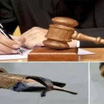 images 4