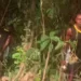 Trending video of a man caught giving his wife collapsed dóggy in the bush