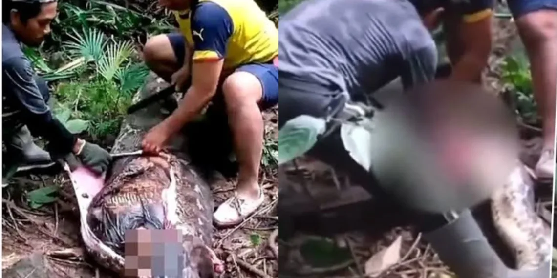 VIDEO: Horrifying moment mother of 4 is found eaten alive by a 20-ft python 1 VIDEO: Horrifying moment mother of 4 is found eaten alive by a 20-ft python