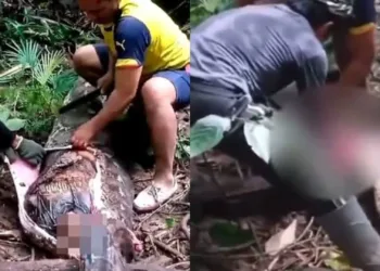 VIDEO: Horrifying moment mother of 4 is found eaten alive by a 20-ft python