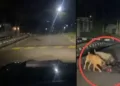 Shock in Lekki: Guard Found Dead After Late-Night Encounter With ‘Killer’ Security Dogs – Who’s Really to Blame?